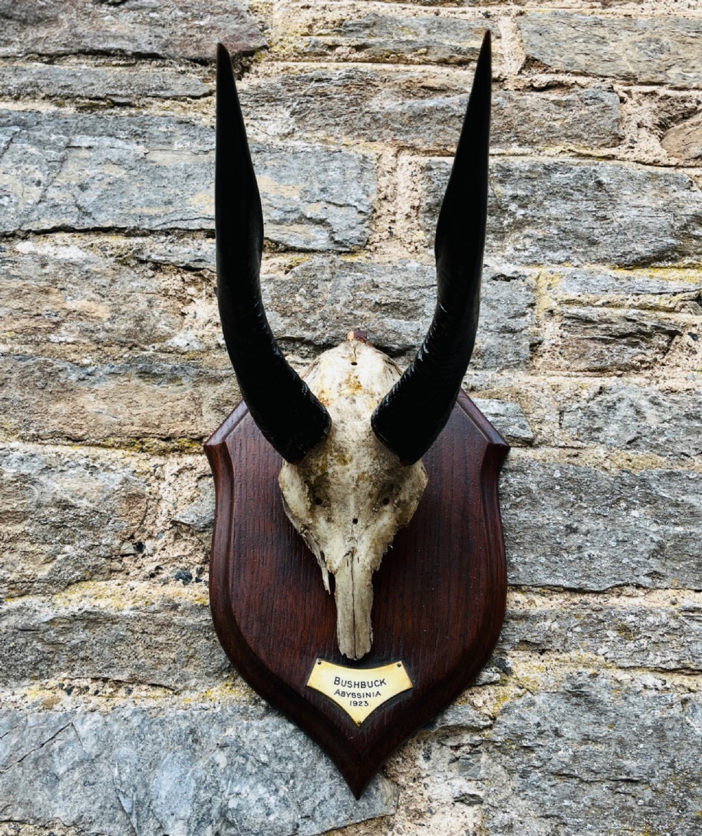 A pair of spiralled black bushbuck horns attached to a bone skull fragment, mounted on a dark shield-shaped wooden plaque with a small inscribed brass label at the base. View VII