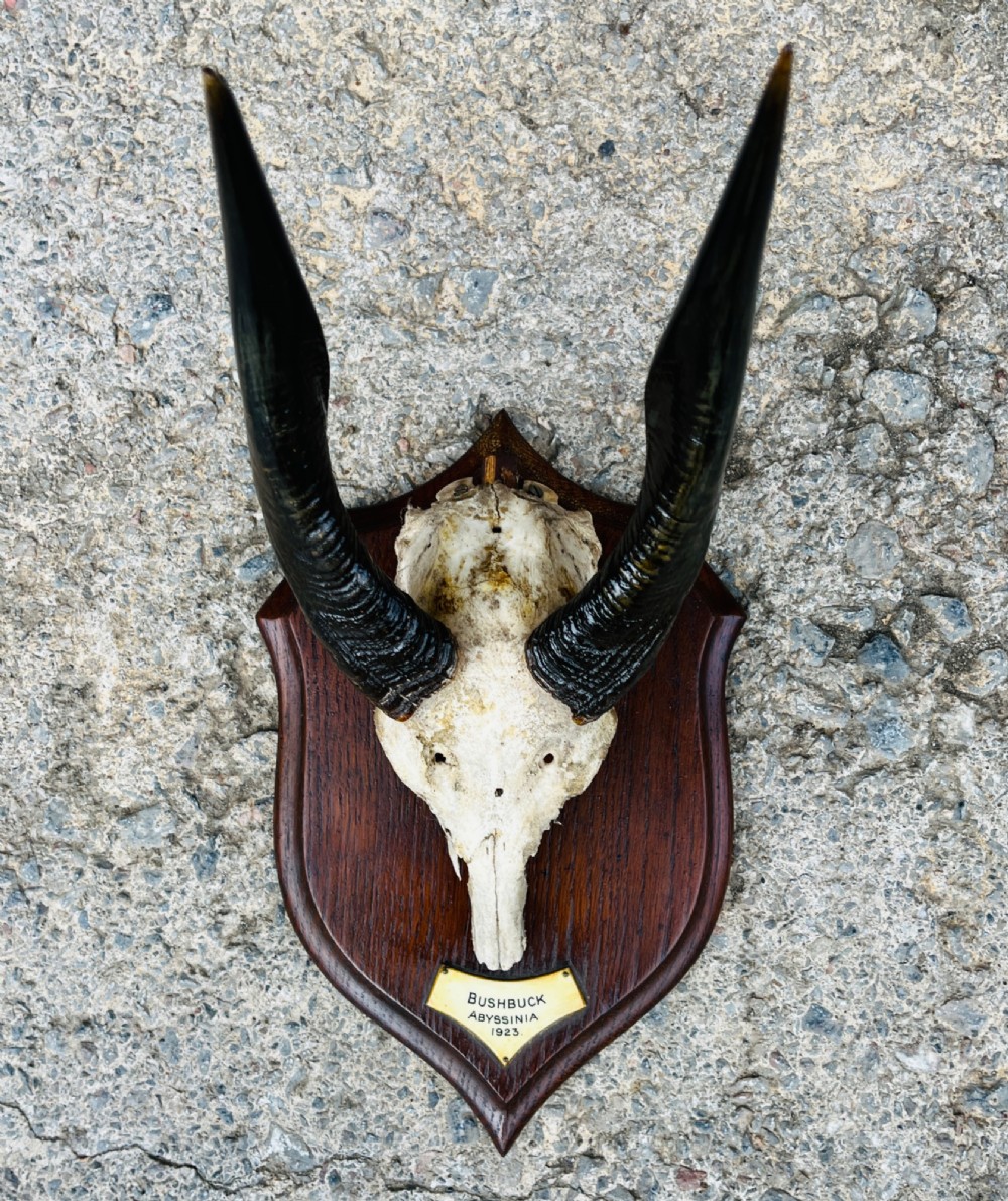 A pair of spiralled black bushbuck horns attached to a bone skull fragment, mounted on a dark shield-shaped wooden plaque with a small inscribed brass label at the base.