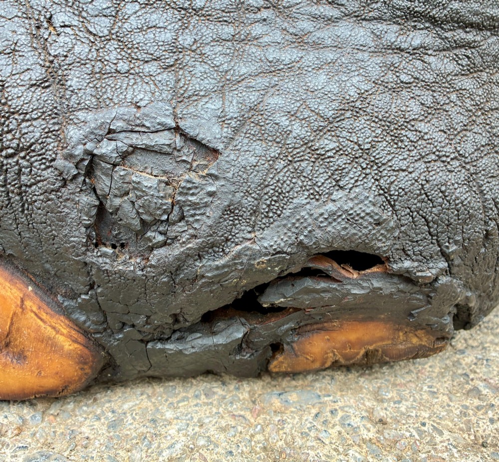 An antique taxidermy elephant foot converted into a footstool, featuring dark textured hide with preserved base toenails and a cushioned tan suede seat. View V