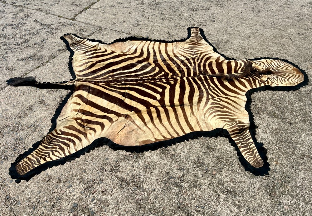 Full zebra skin rug featuring natural black and cream stripes with a scalloped dark felt border. View II