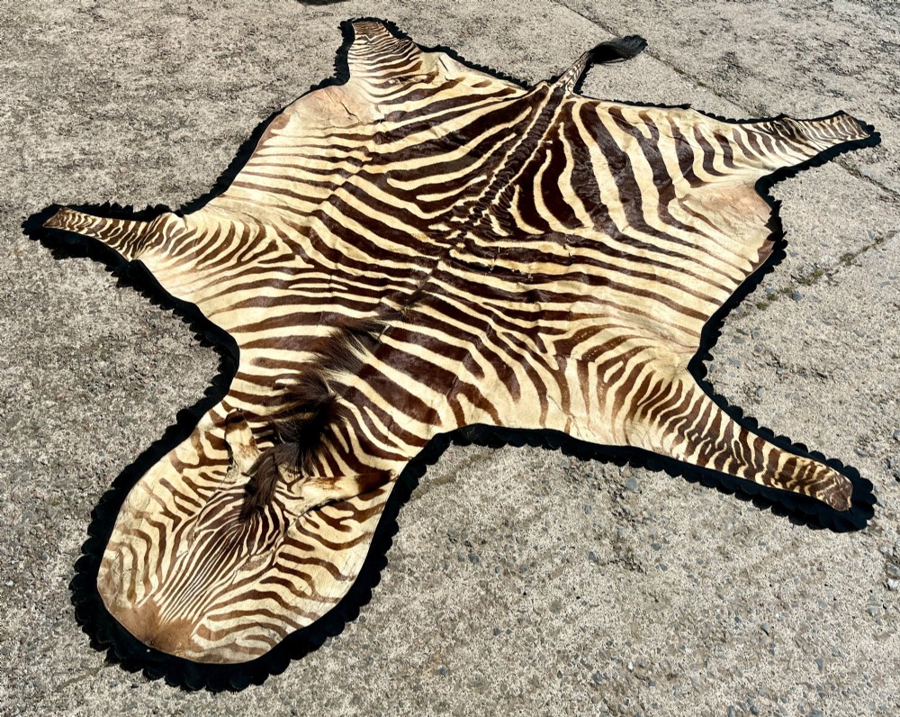 Full zebra skin rug featuring natural black and cream stripes with a scalloped dark felt border. View III