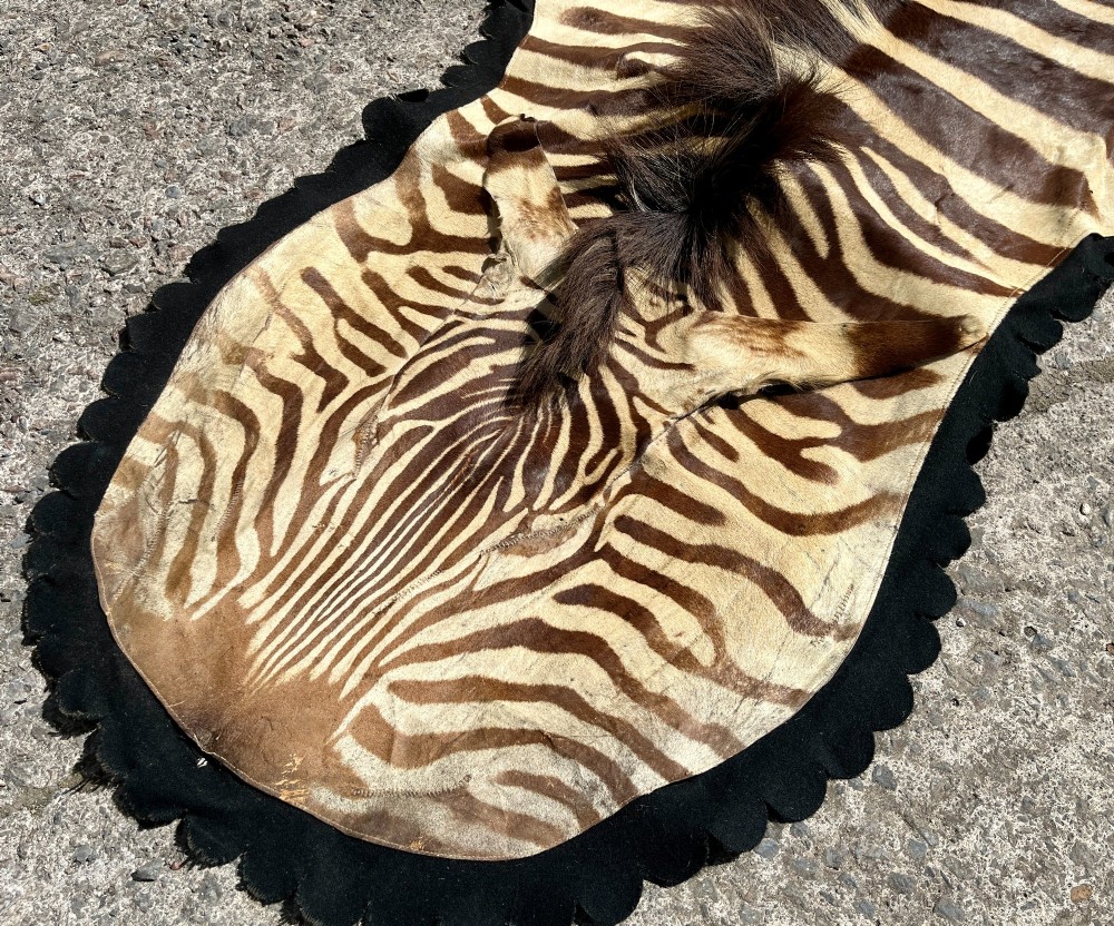 Full zebra skin rug featuring natural black and cream stripes with a scalloped dark felt border. View IV