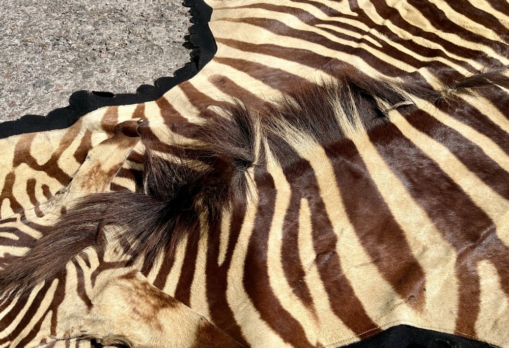Full zebra skin rug featuring natural black and cream stripes with a scalloped dark felt border. View V