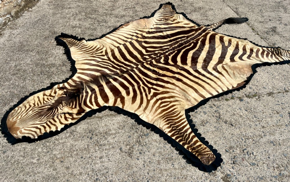 Full zebra skin rug featuring natural black and cream stripes with a scalloped dark felt border. View VI