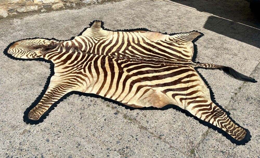 Full zebra skin rug featuring natural black and cream stripes with a scalloped dark felt border. View VII