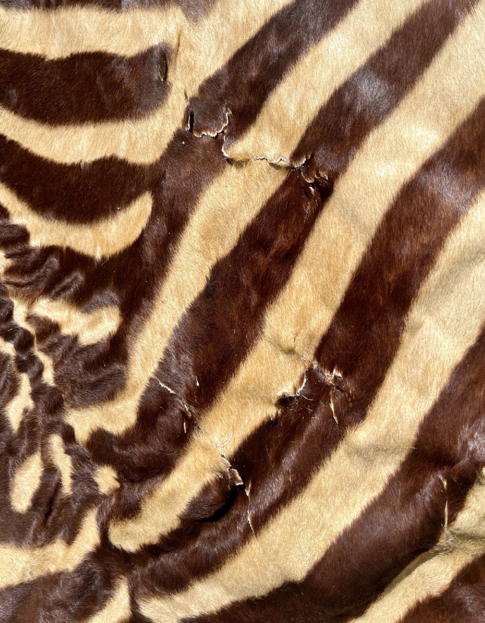 Full zebra skin rug featuring natural black and cream stripes with a scalloped dark felt border. View VIII