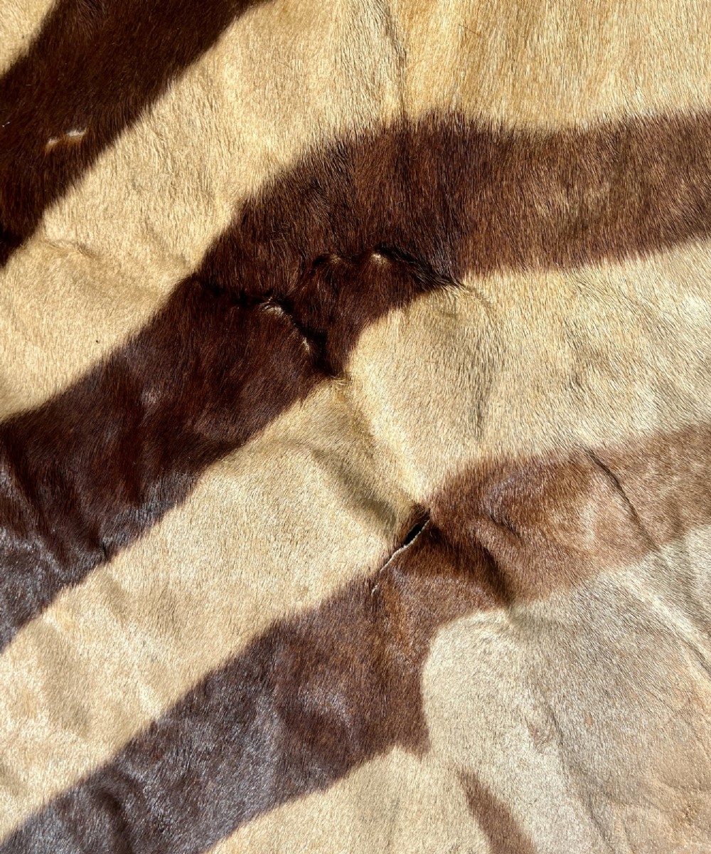 Full zebra skin rug featuring natural black and cream stripes with a scalloped dark felt border. View IX