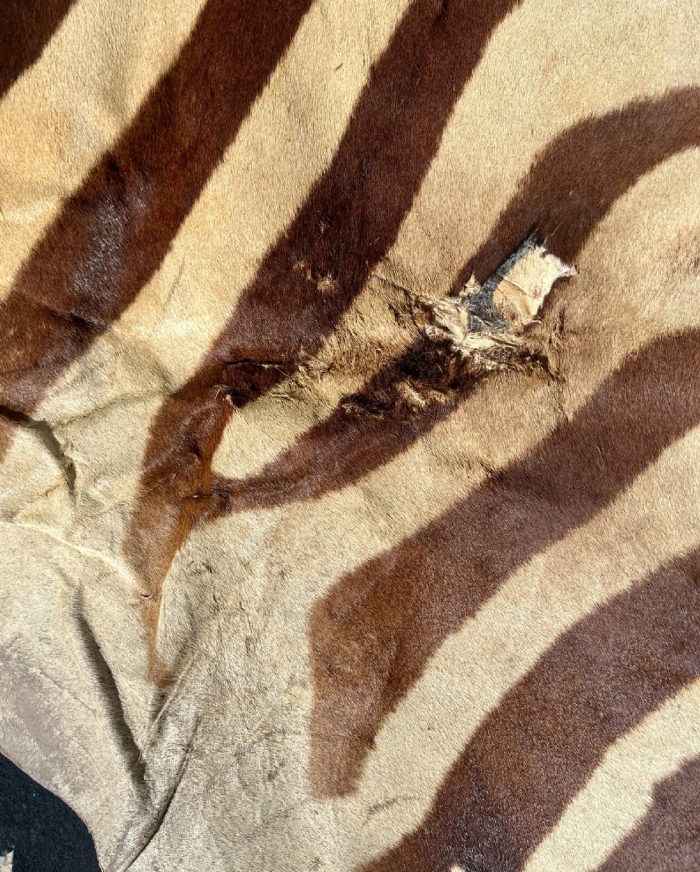 Full zebra skin rug featuring natural black and cream stripes with a scalloped dark felt border. View XI