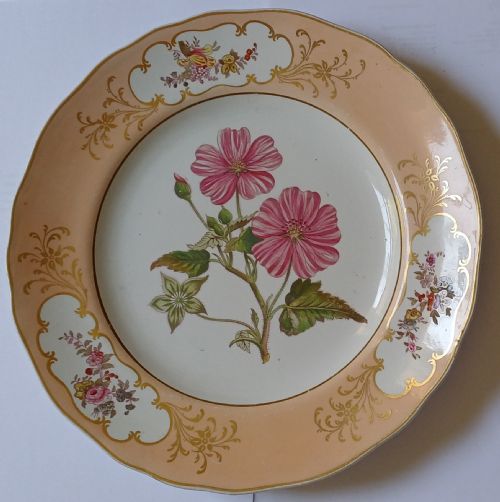 reserved ps a fine english botanical plate signed adams in iron red to the reverse dating mid19th century - CATEGORY: ANTIQUE PLATES - DATED 19TH CENTURY