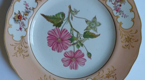 RESERVED PS A FINE ENGLISH BOTANICAL PLATE SIGNED ADAMS IN IRON RED TO THE REVERSE DATING MID19TH CENTURY - ADDITIONAL PHOTO 1