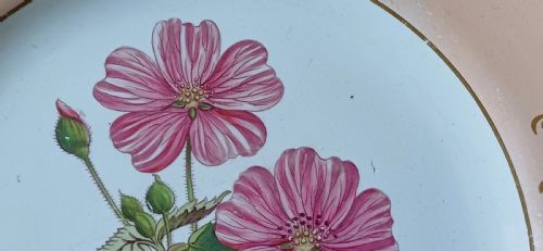 RESERVED PS A FINE ENGLISH BOTANICAL PLATE SIGNED ADAMS IN IRON RED TO THE REVERSE DATING MID19TH CENTURY - ADDITIONAL PHOTO 3