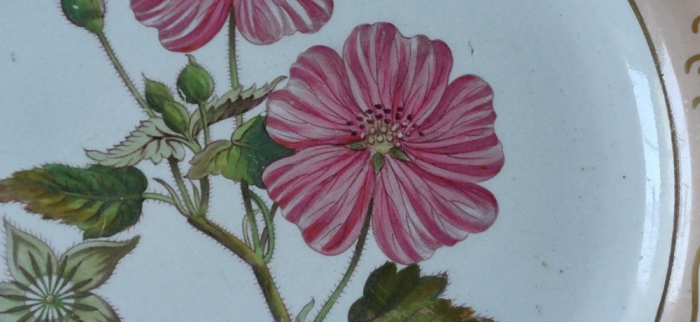 (Reserved PS) A fine English Botanical Plate, signed Adams in iron red to the reverse, dating Mid-19th Century View V