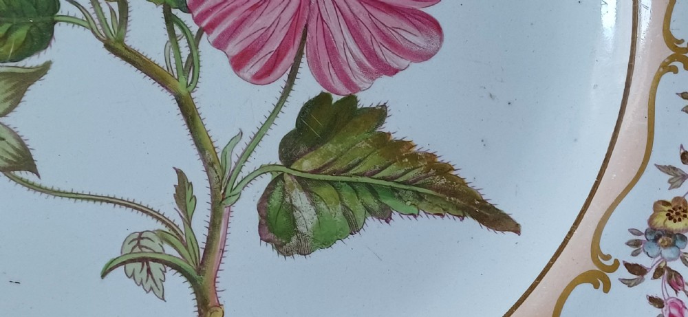 (Reserved PS) A fine English Botanical Plate, signed Adams in iron red to the reverse, dating Mid-19th Century View VI