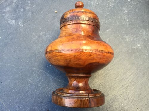 A Fabulous Laburnum  Antiquespice or Tobacco Jar