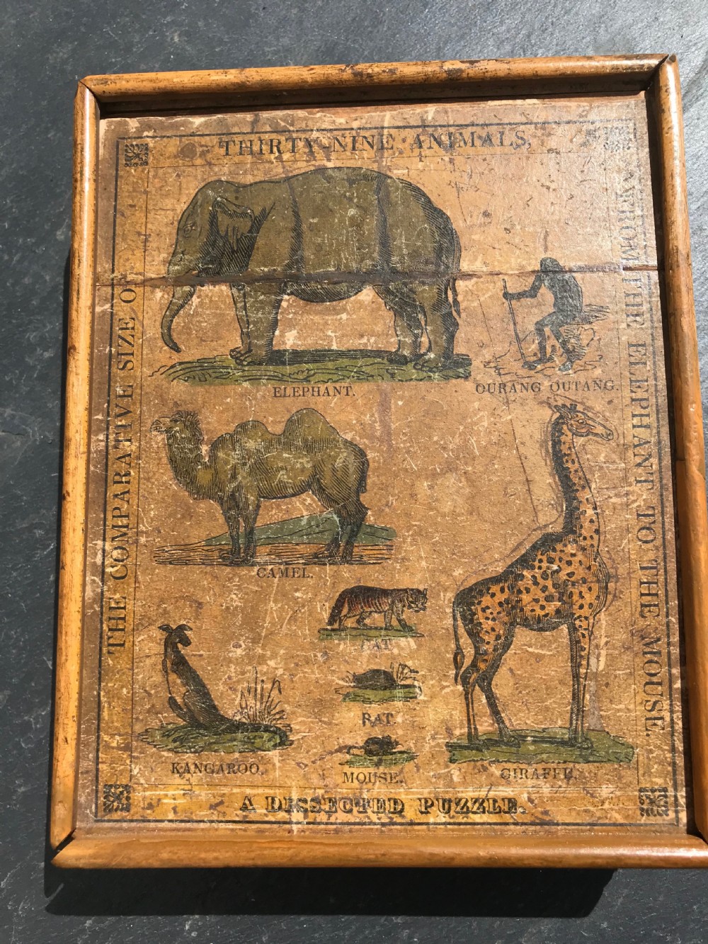 Antique Dissected/ Jigsaw Puzzle - Comparative size of Animals View II