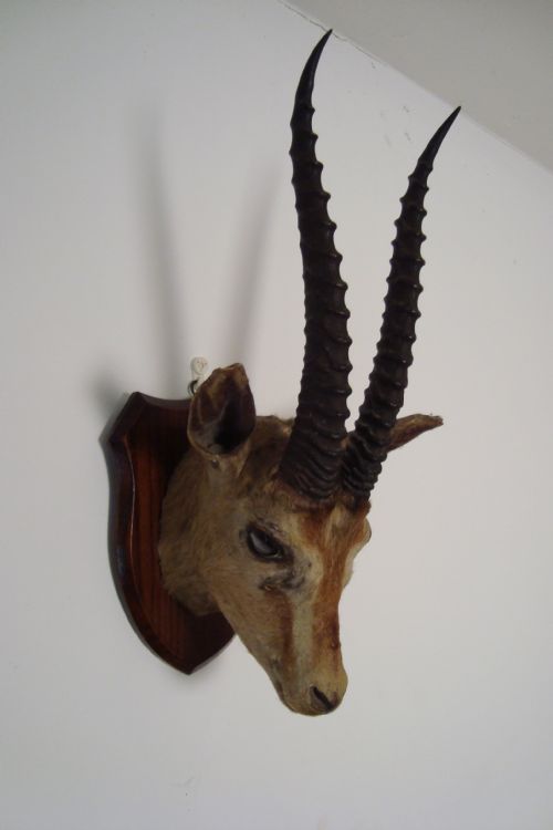 antique antelope head on oak shieldshaped plaque - CATEGORY: ANTIQUE MISCELLANEOUS - DATED 1900