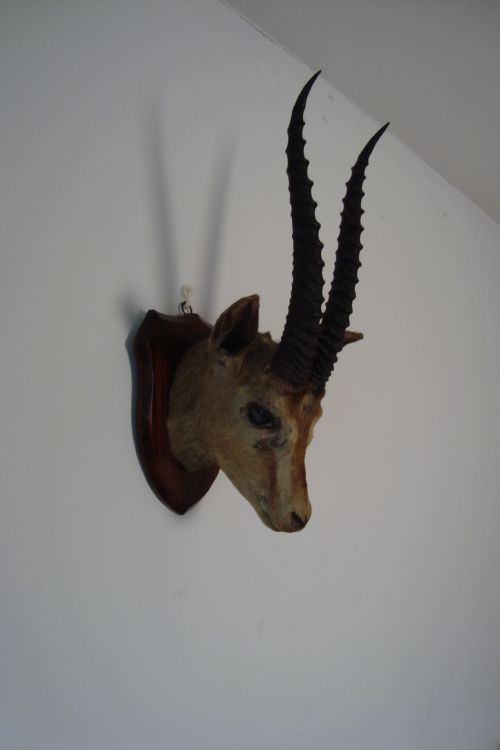 ANTIQUE ANTELOPE HEAD ON OAK SHIELDSHAPED PLAQUE - ADDITIONAL PHOTO 1