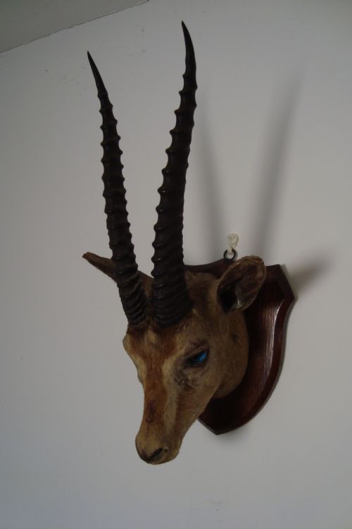 ANTIQUE ANTELOPE HEAD ON OAK SHIELDSHAPED PLAQUE - ADDITIONAL PHOTO 3