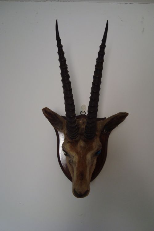 ANTIQUE ANTELOPE HEAD ON OAK SHIELDSHAPED PLAQUE - ADDITIONAL PHOTO 2