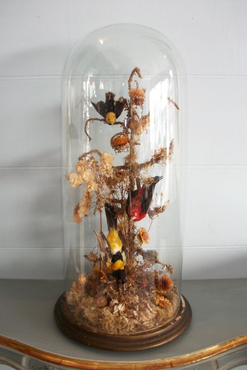 a victorian large taxidermy diorama - CATEGORY: ANTIQUE MISCELLANEOUS - DATED 19TH CENTURY