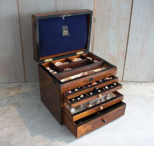 a victorian collector's chest - CATEGORY: ANTIQUE CABINETS - DATED VICTORIAN