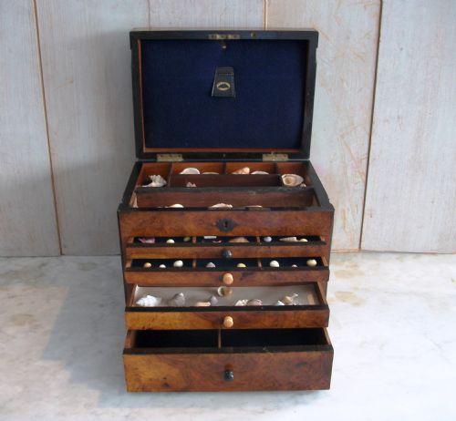 A VICTORIAN COLLECTOR'S CHEST - ADDITIONAL PHOTO 3