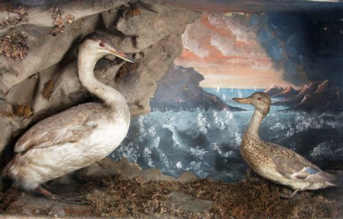 ORIGINAL LATE VICTORIAN TAXIDERMY DIORAMA OF TWO BIRDS - ADDITIONAL PHOTO 1