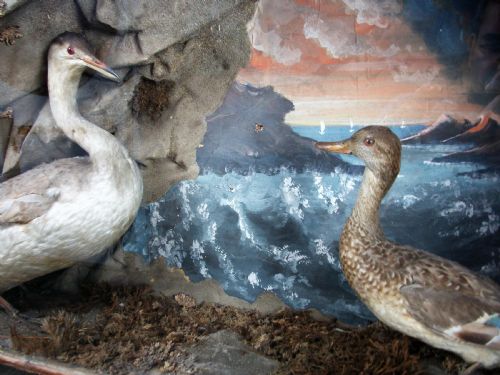 ORIGINAL LATE VICTORIAN TAXIDERMY DIORAMA OF TWO BIRDS - ADDITIONAL PHOTO 2