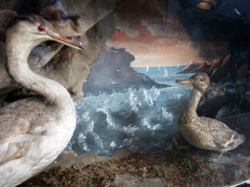 ORIGINAL LATE VICTORIAN TAXIDERMY DIORAMA OF TWO BIRDS - ADDITIONAL PHOTO 3