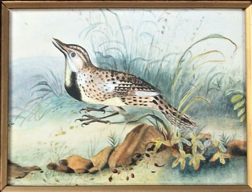 an exquisite watercolour of a bird - CATEGORY: ANTIQUE ART - DATED 1900