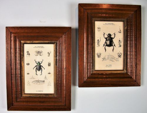 pair of beetles prints in moulded oak frame - CATEGORY: ANTIQUE ART - DATED VICTORIAN