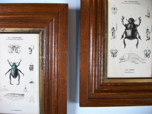 PAIR OF BEETLES PRINTS IN MOULDED OAK FRAME - ADDITIONAL PHOTO 1