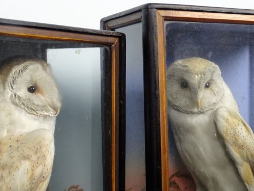 PAIR OF VICTORIAN TAXIDERMY BARN OWLS BY JAMES HUTCHINGS OF ABERYSTWYTH WALES - ADDITIONAL PHOTO 2