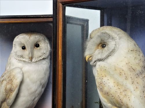 PAIR OF VICTORIAN TAXIDERMY BARN OWLS BY JAMES HUTCHINGS OF ABERYSTWYTH WALES - ADDITIONAL PHOTO 3
