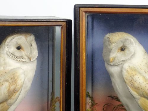 PAIR OF VICTORIAN TAXIDERMY BARN OWLS BY JAMES HUTCHINGS OF ABERYSTWYTH WALES - ADDITIONAL PHOTO 4