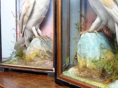 PAIR OF VICTORIAN TAXIDERMY BARN OWLS BY JAMES HUTCHINGS OF ABERYSTWYTH WALES - ADDITIONAL PHOTO 5