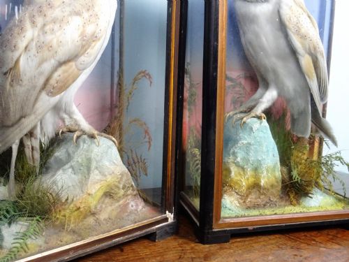 PAIR OF VICTORIAN TAXIDERMY BARN OWLS BY JAMES HUTCHINGS OF ABERYSTWYTH WALES - ADDITIONAL PHOTO 6