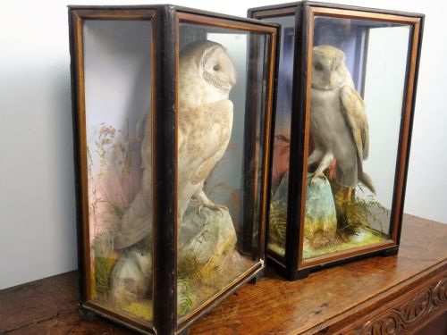 PAIR OF VICTORIAN TAXIDERMY BARN OWLS BY JAMES HUTCHINGS OF ABERYSTWYTH WALES - ADDITIONAL PHOTO 1