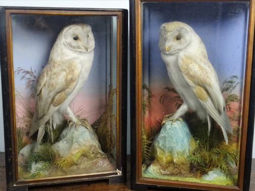 PAIR OF VICTORIAN TAXIDERMY BARN OWLS BY JAMES HUTCHINGS OF ABERYSTWYTH WALES - ADDITIONAL PHOTO 7