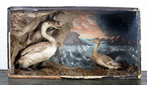 original late victorian taxidermy diorama of two birds - CATEGORY: ANTIQUE MISCELLANEOUS - DATED 1900