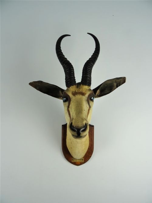 EDWARD GERRARD SONS TAXIDERMY SPRINGBUCK TROPHY HEAD - ADDITIONAL PHOTO 6