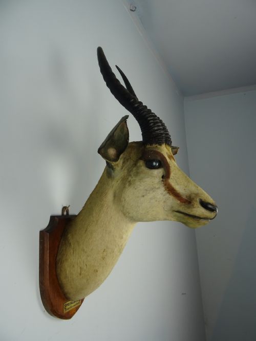 EDWARD GERRARD SONS TAXIDERMY SPRINGBUCK TROPHY HEAD - ADDITIONAL PHOTO 3