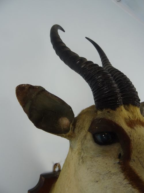 EDWARD GERRARD SONS TAXIDERMY SPRINGBUCK TROPHY HEAD - ADDITIONAL PHOTO 4