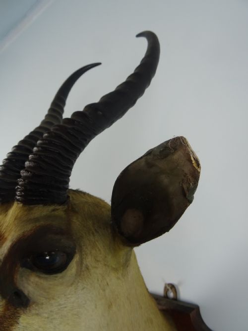 EDWARD GERRARD SONS TAXIDERMY SPRINGBUCK TROPHY HEAD - ADDITIONAL PHOTO 5
