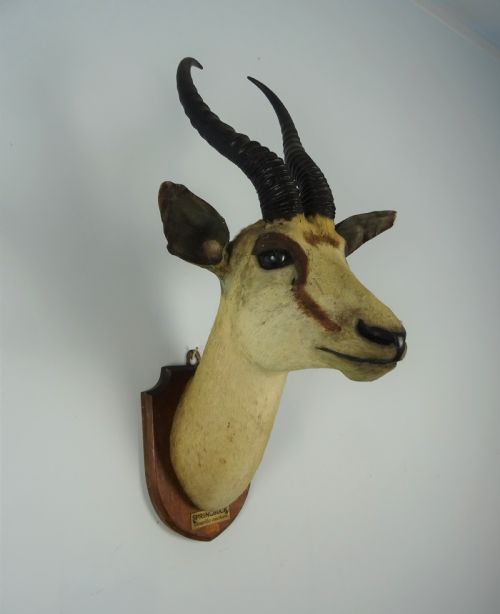 EDWARD GERRARD SONS TAXIDERMY SPRINGBUCK TROPHY HEAD - ADDITIONAL PHOTO 7