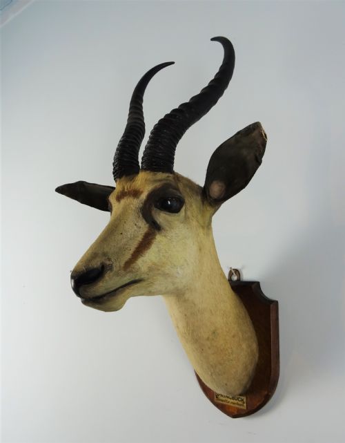 EDWARD GERRARD SONS TAXIDERMY SPRINGBUCK TROPHY HEAD - ADDITIONAL PHOTO 8