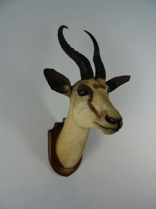 EDWARD GERRARD SONS TAXIDERMY SPRINGBUCK TROPHY HEAD - ADDITIONAL PHOTO 9