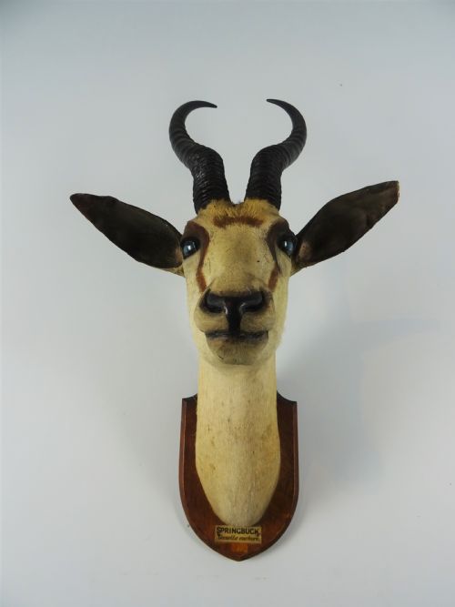 EDWARD GERRARD SONS TAXIDERMY SPRINGBUCK TROPHY HEAD - ADDITIONAL PHOTO 10