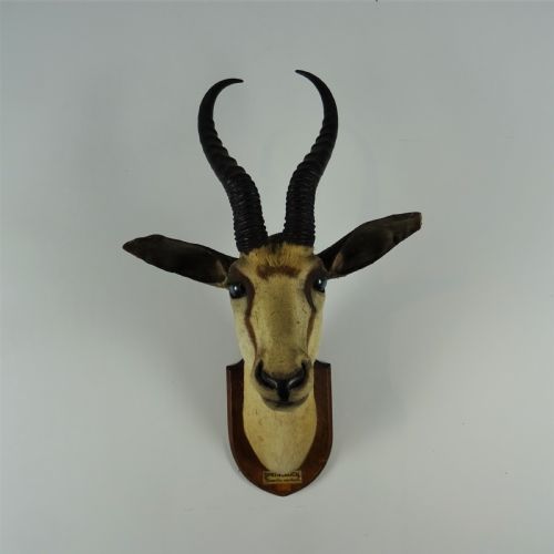 EDWARD GERRARD SONS TAXIDERMY SPRINGBUCK TROPHY HEAD - ADDITIONAL PHOTO 13