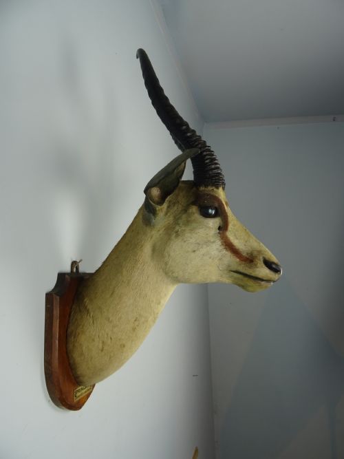 EDWARD GERRARD SONS TAXIDERMY SPRINGBUCK TROPHY HEAD - ADDITIONAL PHOTO 12
